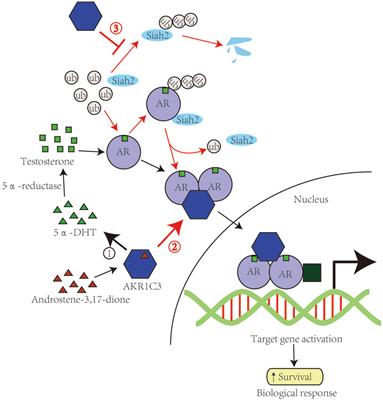 Aldo–Keto Reductase AKR1C1–AKR1C4: Functions, Regulation, and Intervention for Anti-cancer Therapy